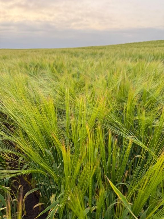 0 Bedroom Property for Sale in Hopefield Rural Western Cape